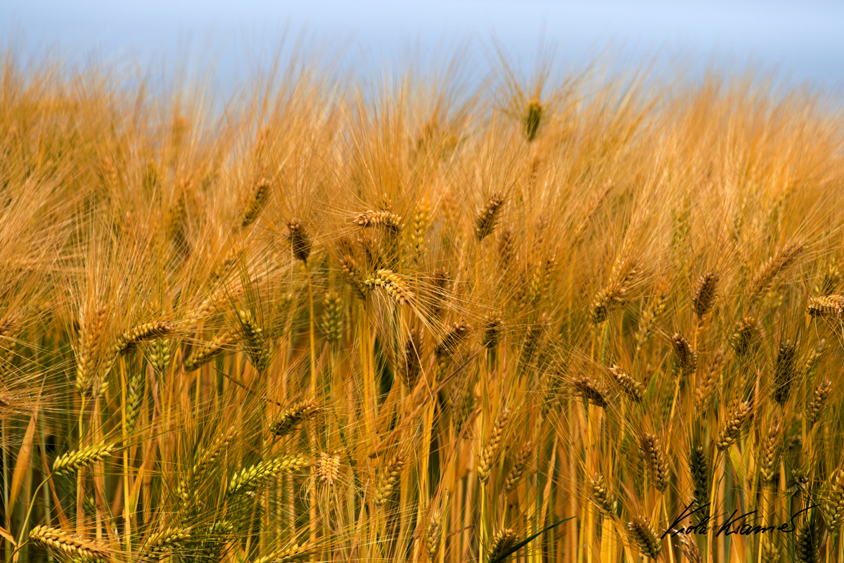 Juni-Sommer  2017 Roggenfeld