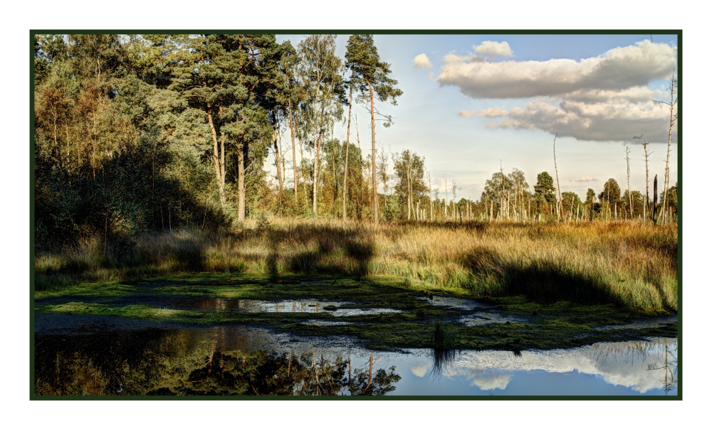 Juni - Sommer im Moor