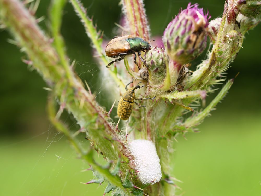 Juni- und Rüsselkäfer auf Distel