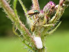 Juni- und Rüsselkäfer auf Distel