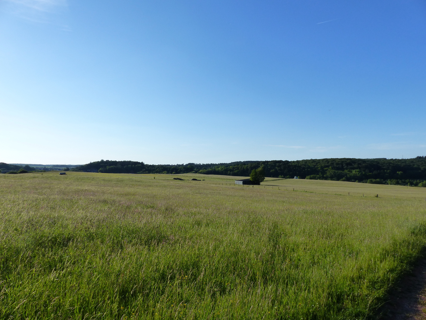 Juniabend in der Eifel