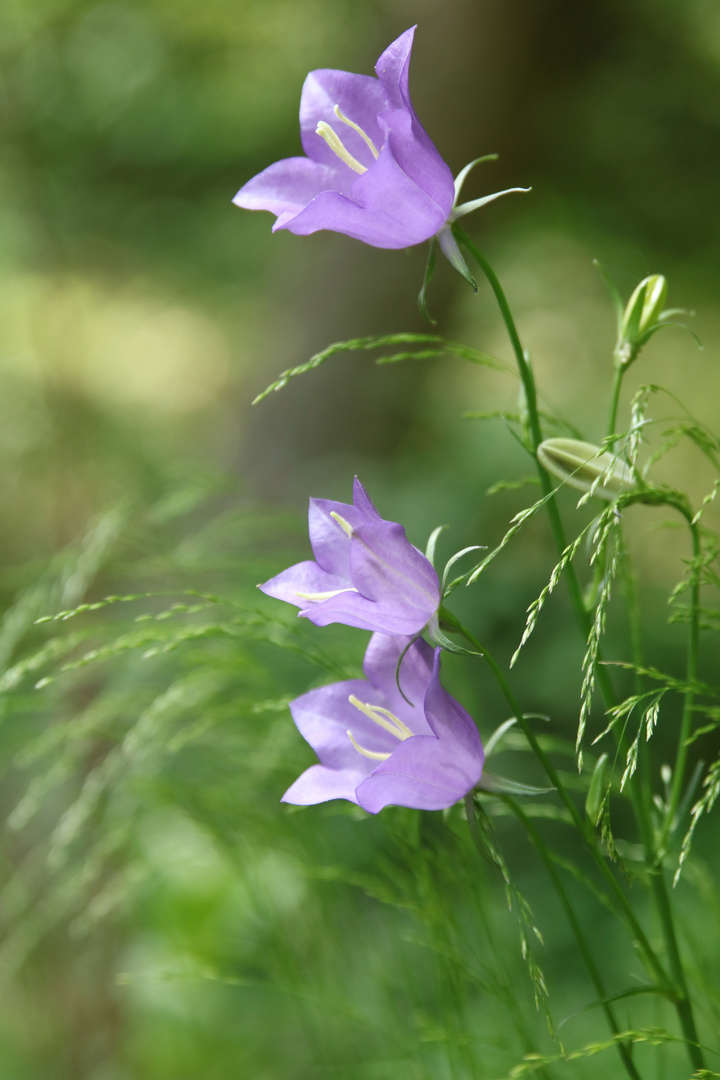 Juniblumen