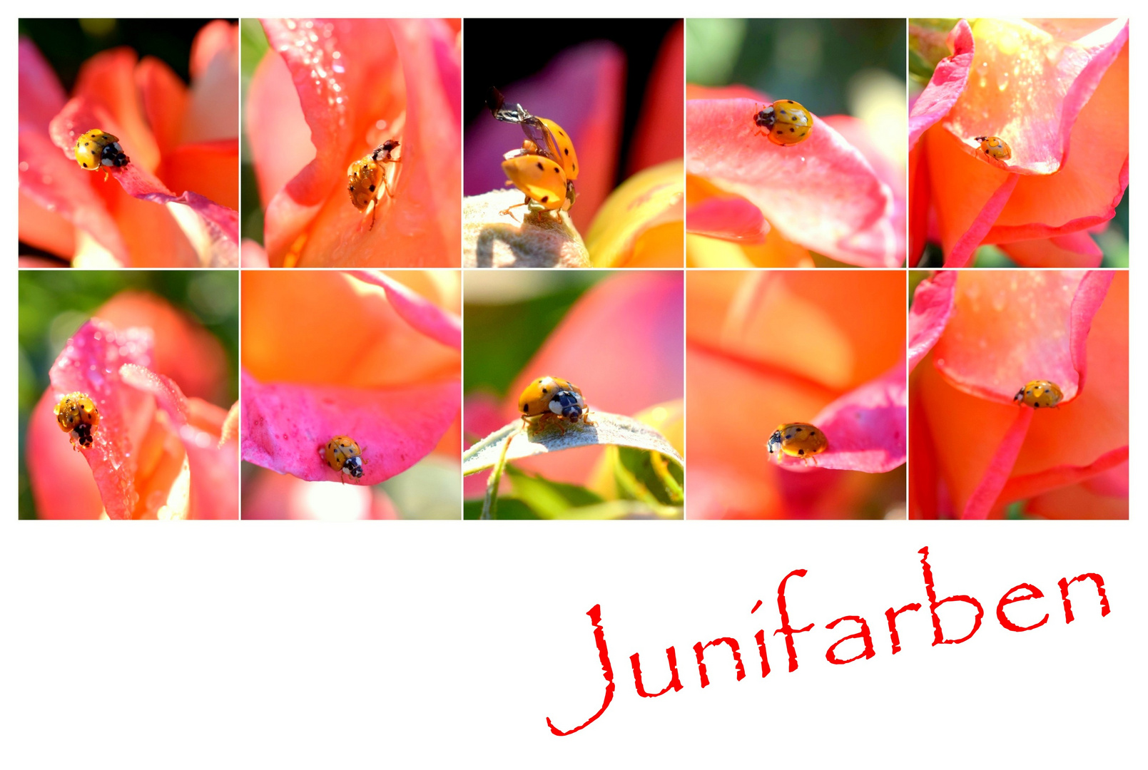 Junifarben 20