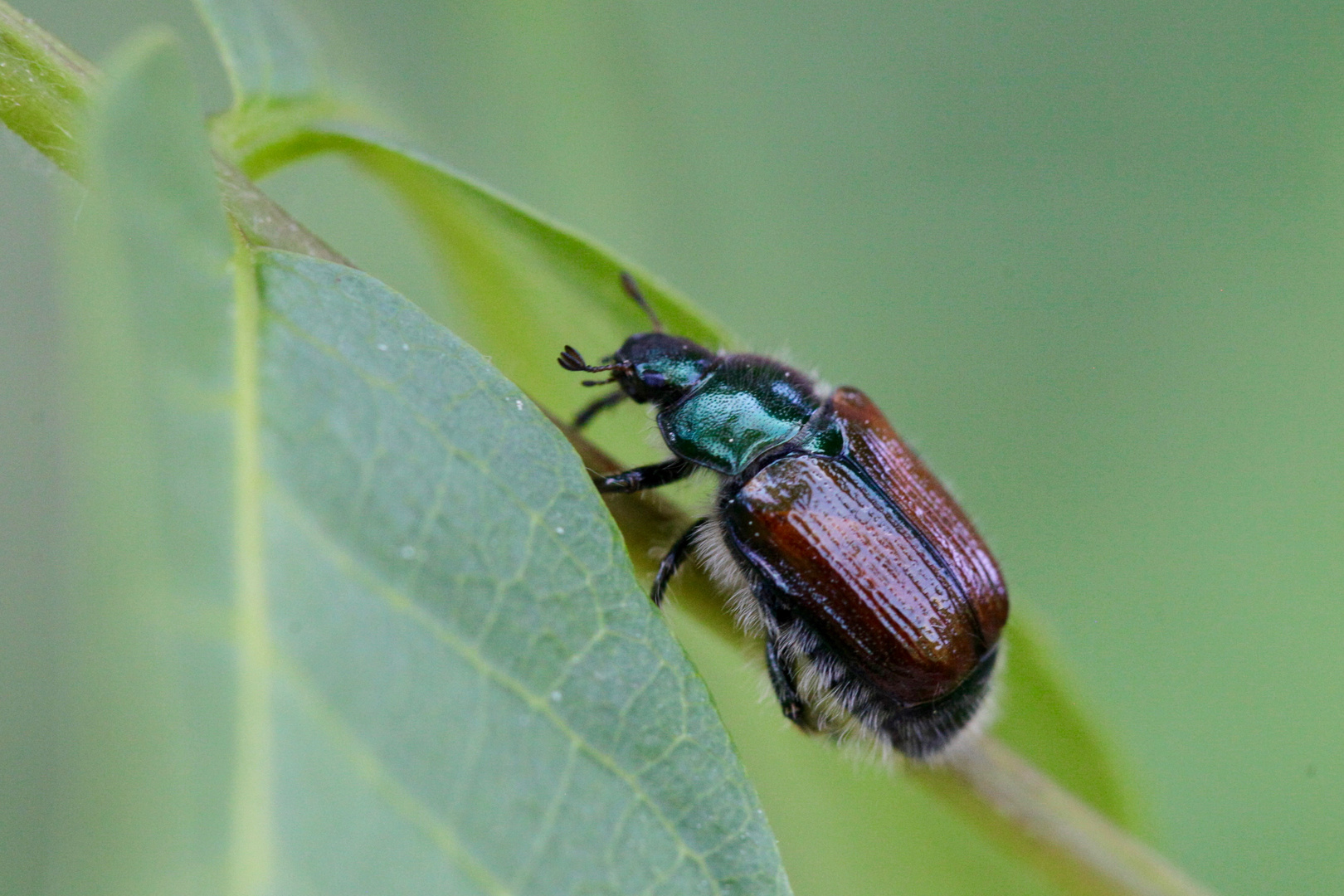 Junikäfer