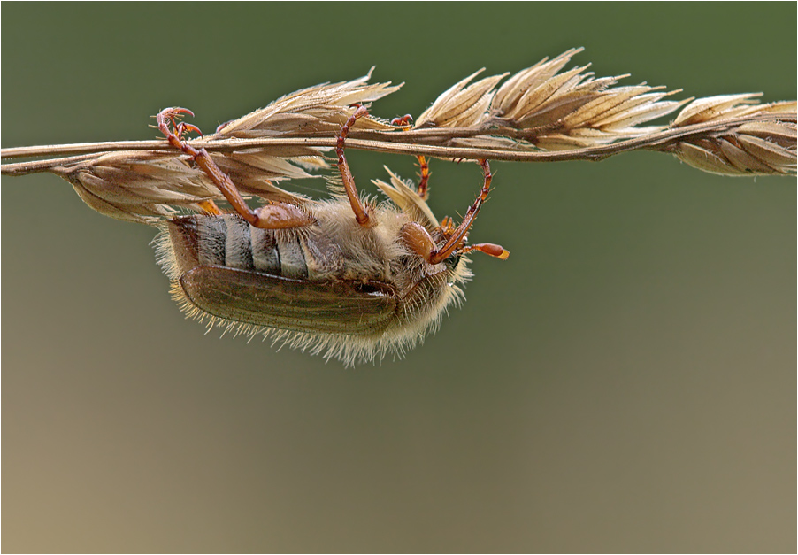 Junikäfer