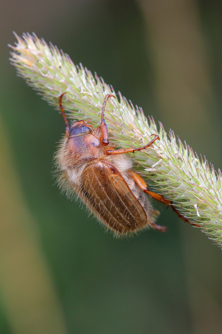 Junikäfer