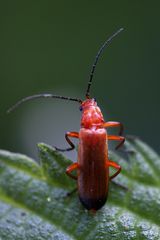 Junikäfer