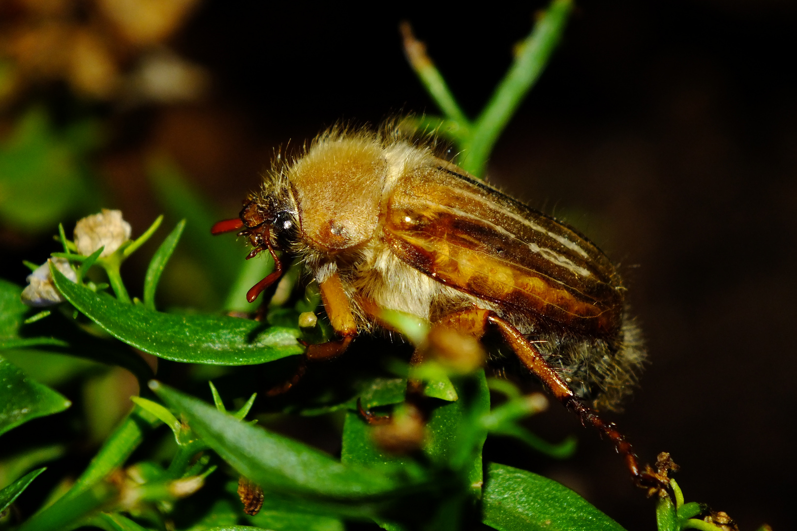 Junikäfer