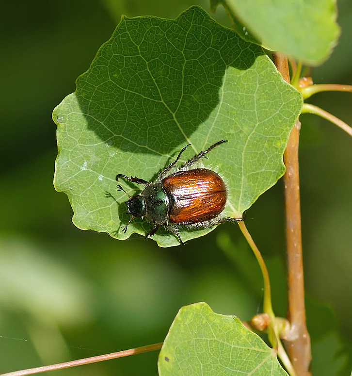 Junikäfer