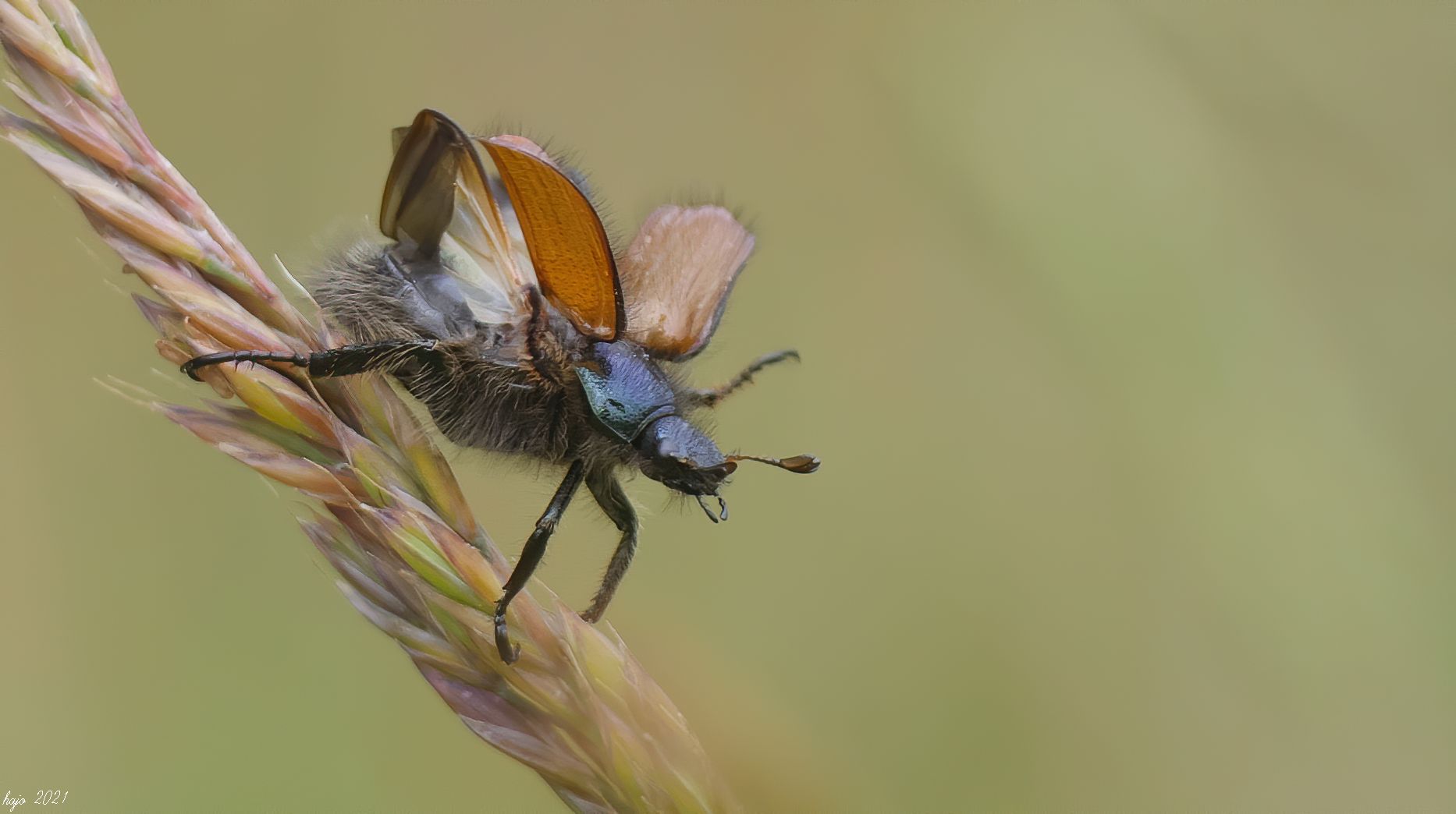 * Junikäfer (Amphimallon solstitiale) *