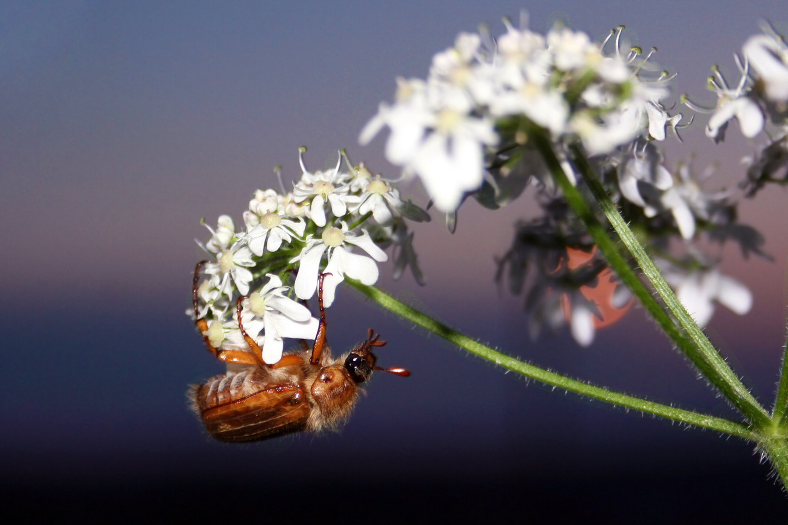 Junikäfer (Amphimallon solstitiale)