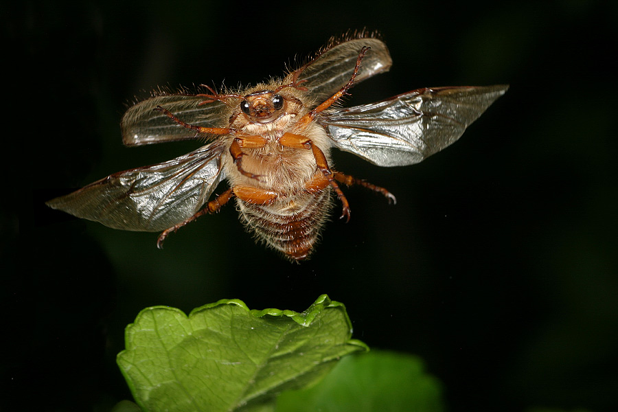 Junikäfer