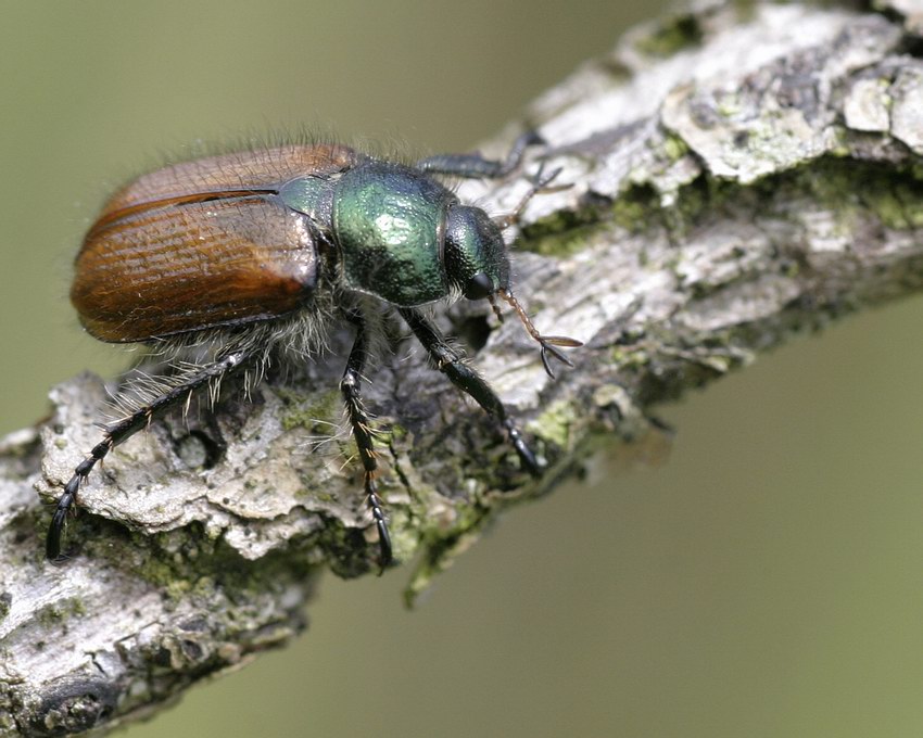 Junikäfer / Gartenlaubkäfer