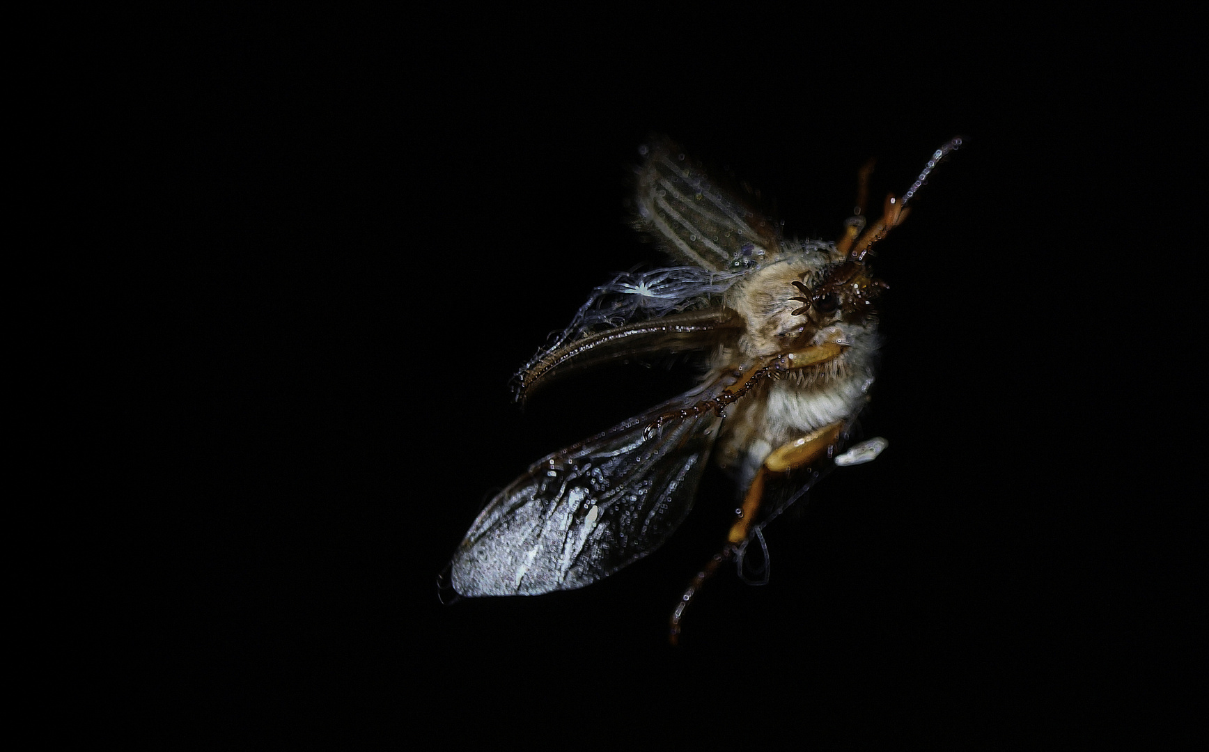 Junikäfer im Anflug