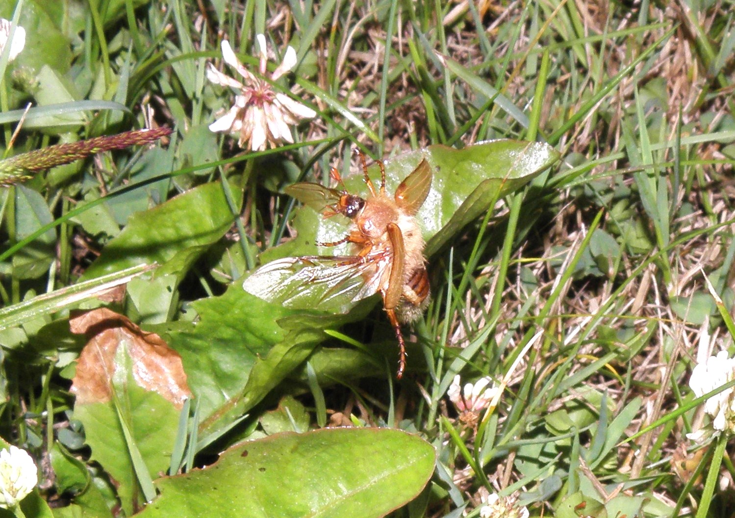 Junikäfer im Anflug