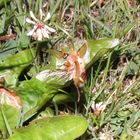 Junikäfer im Anflug