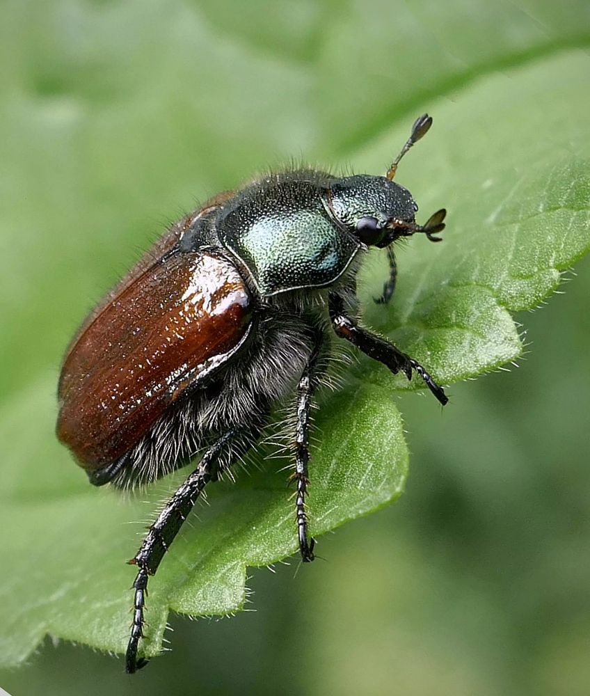 Junikäfer im Anmarsch... Foto & Bild tiere, wildlife, insekten Bilder