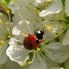 Junikäfer im Pollenrausch