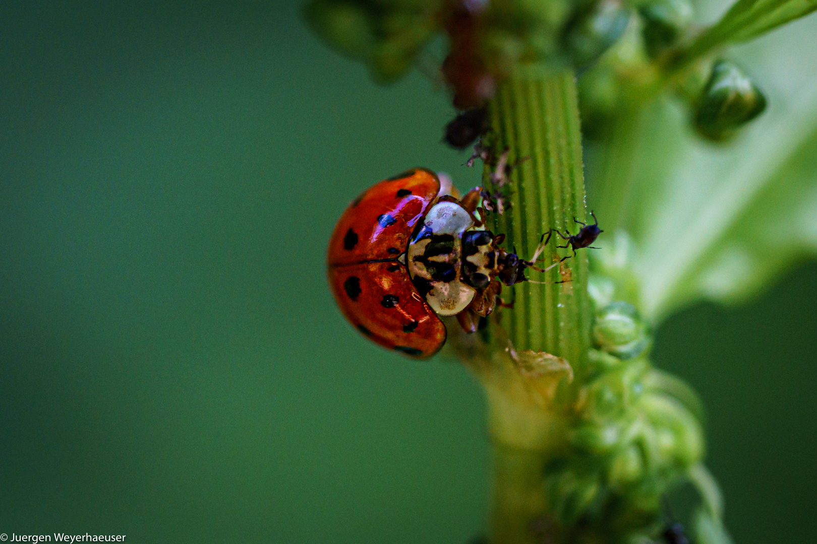 Junikäfer / Ladybug - Blattläuse zum Mittagstisch