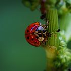 Junikäfer / Ladybug - Blattläuse zum Mittagstisch