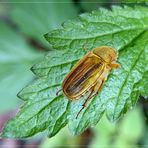 Junikäfer mit Blatt 