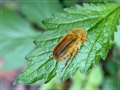 Junikäfer mit Blatt 