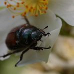 Junikäfer ? Nein!!  Es ist ein Gartenlaubkäfer!!