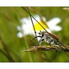 Junikäfer vor Margerite