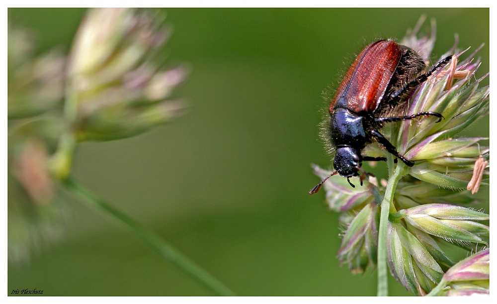 Junikäferchen.