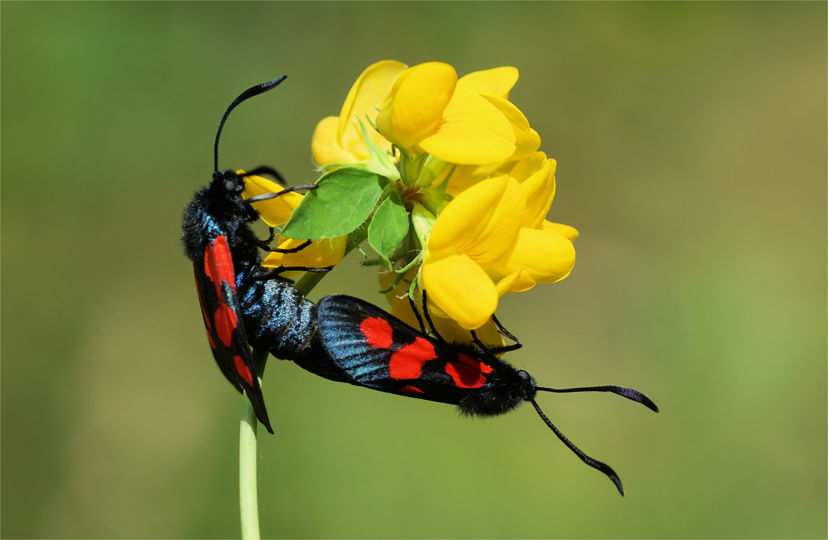 Juniliebe - Sechsfleckwidderchen (Zygaena filipendulae)  bei der Paarung