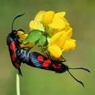 Juniliebe - Sechsfleckwidderchen (Zygaena filipendulae)  bei der Paarung