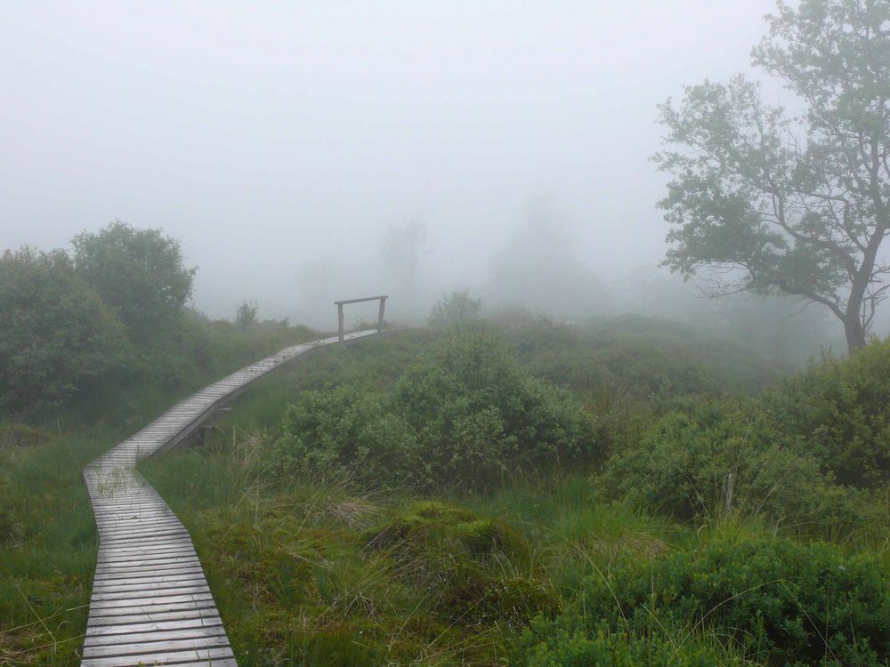 Junimorgen im Brackvenn