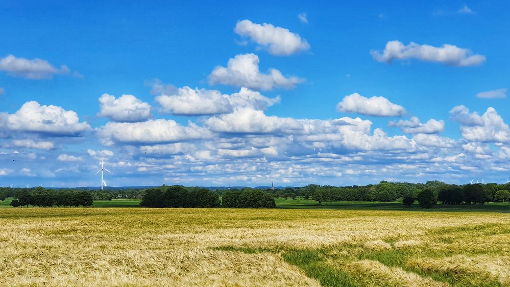 Juninachmittag am Niederrhein