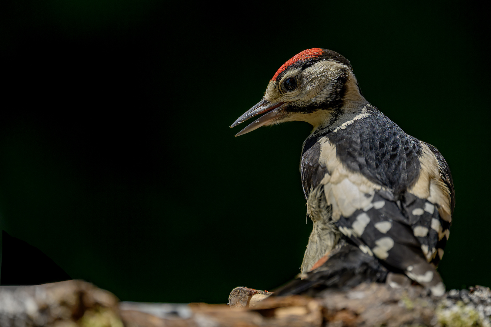 Junior Foto & Bild fotos, natur, tiere Bilder auf