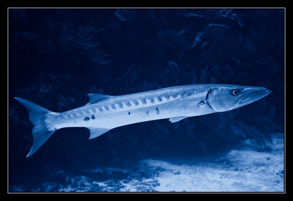 Junior Barracuda