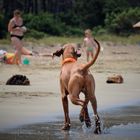 Junior erkundet den Strand