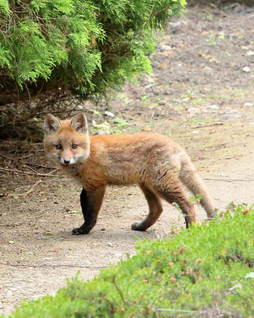 Junior Fox