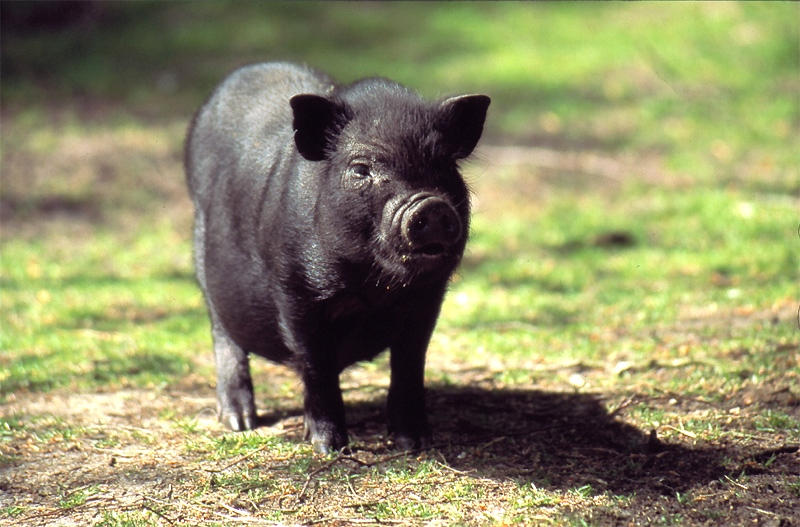 Junior in Aktion - Hängebauchschwein