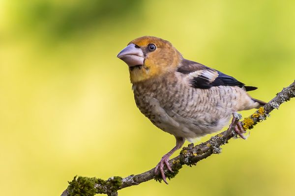 Junior Kernbeißer...