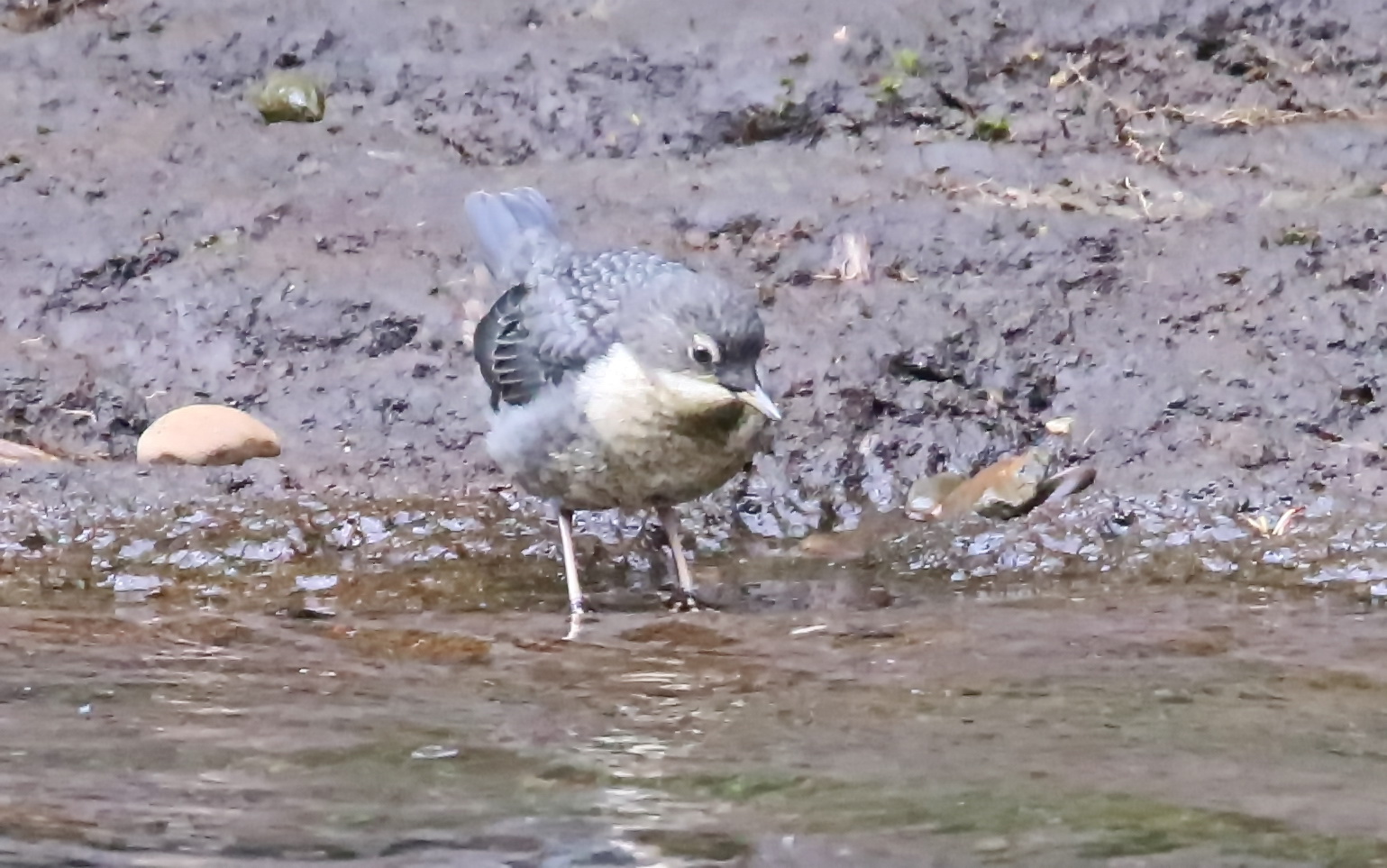 Junior Wasseramsel