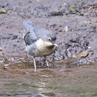 Junior Wasseramsel