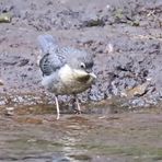 Junior Wasseramsel