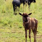 Junior Wildebeest