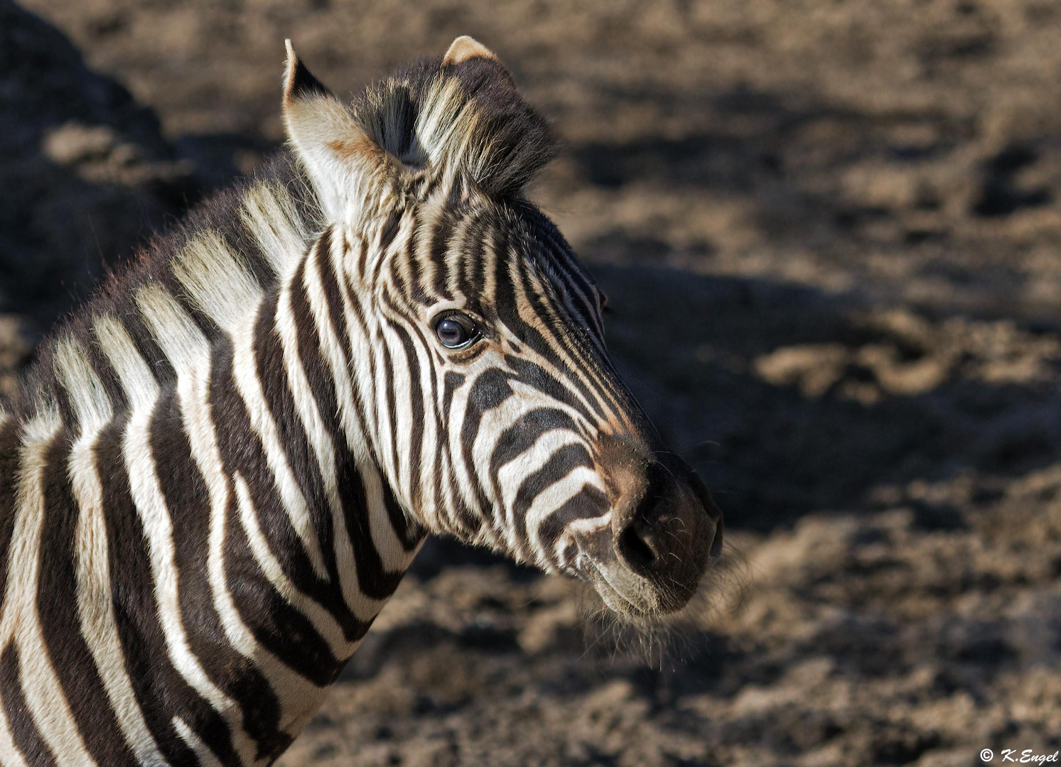 Junior Zebra