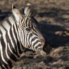 Junior Zebra