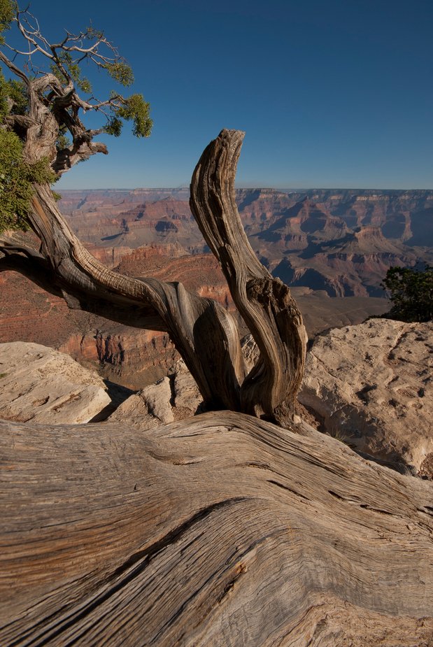 juniper and stones