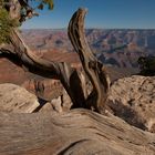 juniper and stones