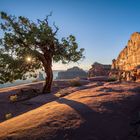 Juniper - Green River Overlook