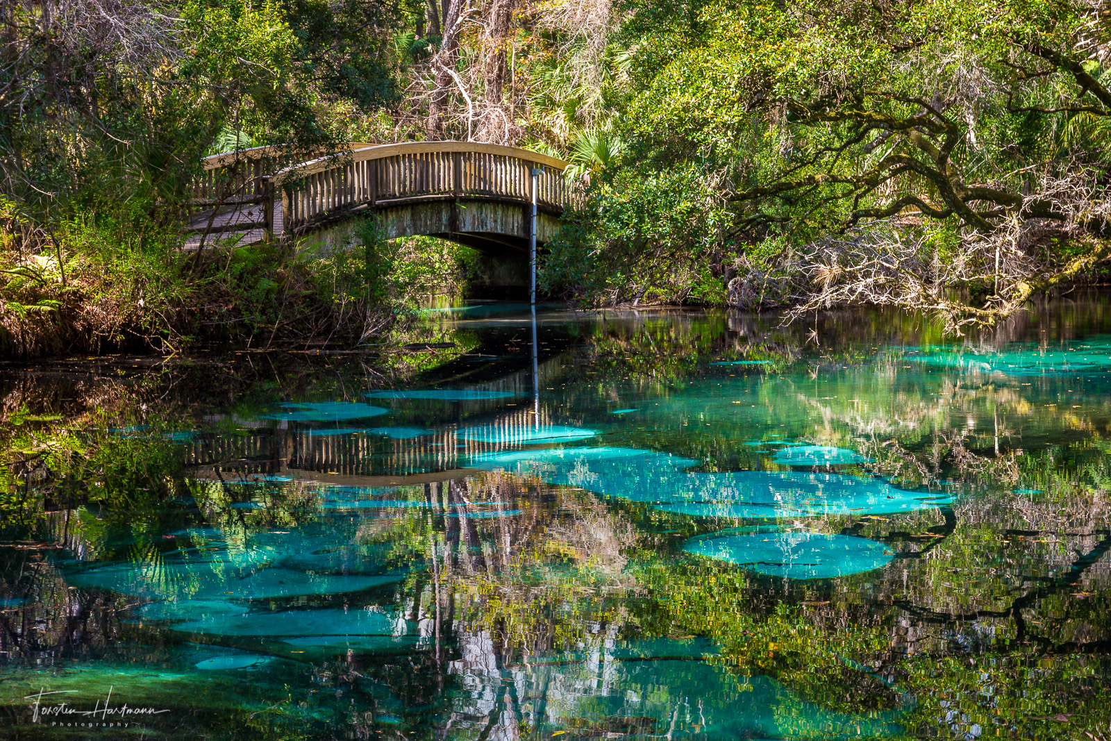 Juniper Springs (USA) Foto & Bild nature, nikon, usa Bilder auf