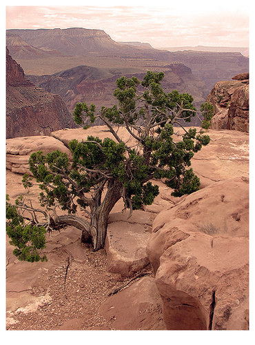 Junipertree am Grand Canyon